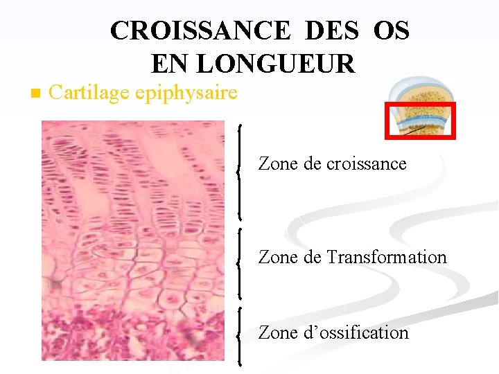 CROISSANCE DES OS EN LONGUEUR n Cartilage epiphysaire Zone de croissance Zone de Transformation