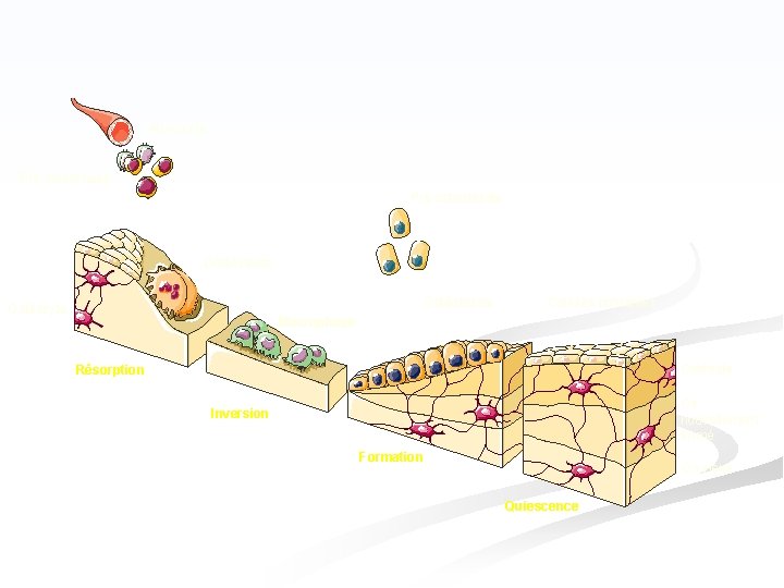 Monocyte Pré-osteoclaste Pré-osteoblaste Ostéoclaste Ostéoblaste Ostéocyte Cellules bordantes Macrophage Ostéoide Résorption Os nouvellement formé