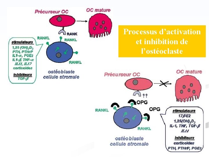 Processus d’activation et inhibition de l’ostéoclaste 