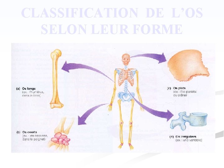 CLASSIFICATION DE L’OS SELON LEUR FORME 