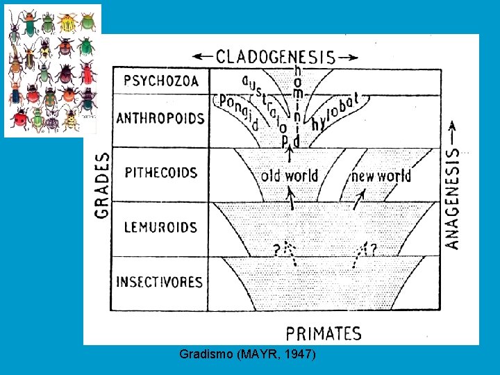 Gradismo (MAYR, 1947) 