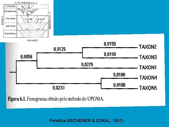 Fenética (MICHENER & SOKAL, 1957) 