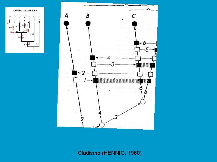 Cladismo (HENNIG, 1960) 