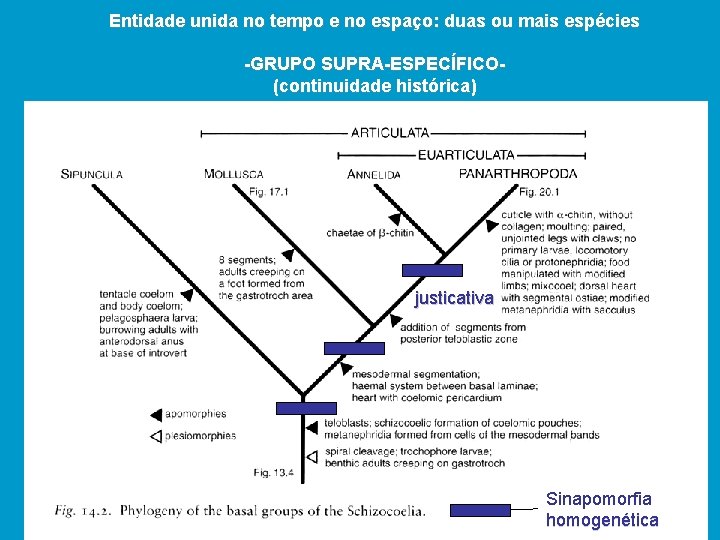 Entidade unida no tempo e no espaço: duas ou mais espécies -GRUPO SUPRA-ESPECÍFICO(continuidade histórica)