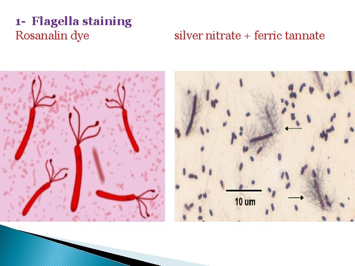 1 - Flagella staining Rosanalin dye silver nitrate + ferric tannate 