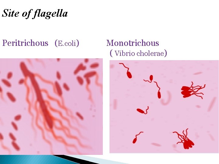 Site of flagella Peritrichous (E. coli) Monotrichous ( Vibrio cholerae) 