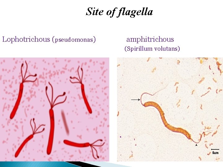 Site of flagella Lophotrichous (pseudomonas) amphitrichous (Spirillum volutans) 