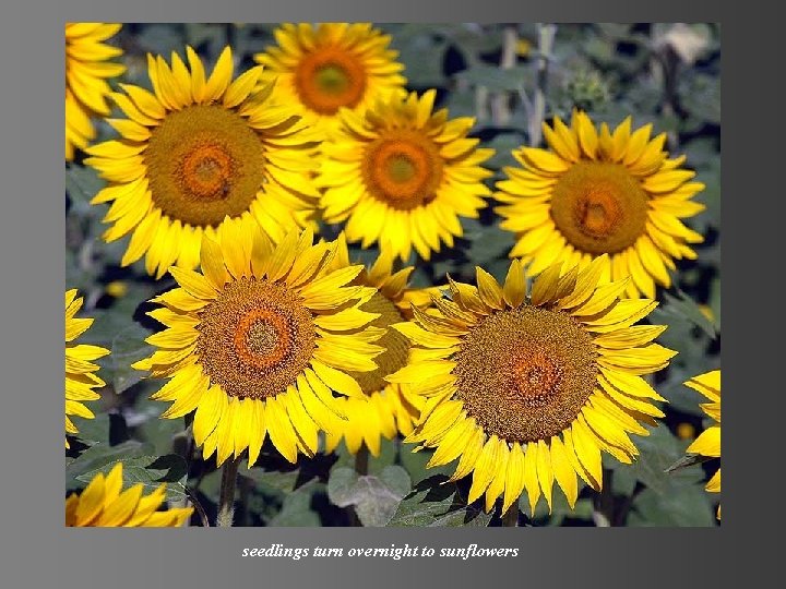 seedlings turn overnight to sunflowers 