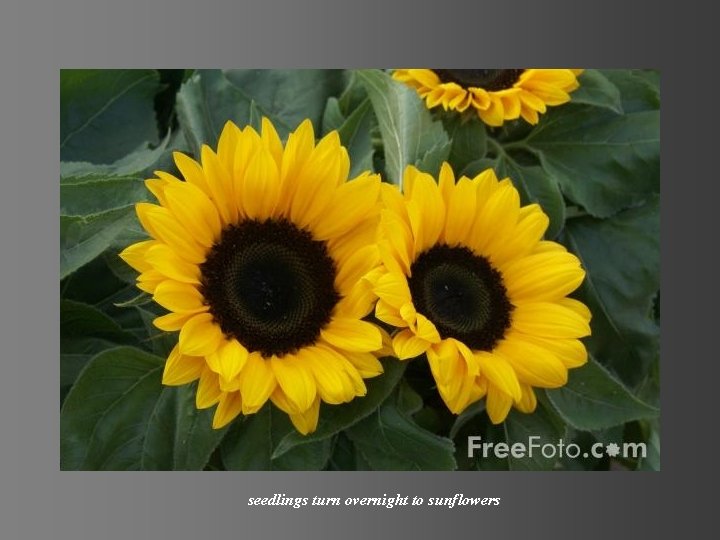 seedlings turn overnight to sunflowers 