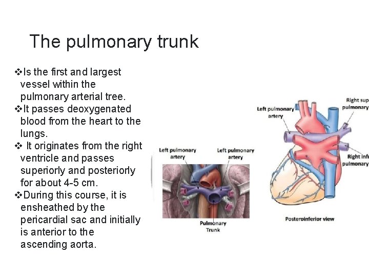 The pulmonary trunk v. Is the first and largest vessel within the pulmonary arterial
