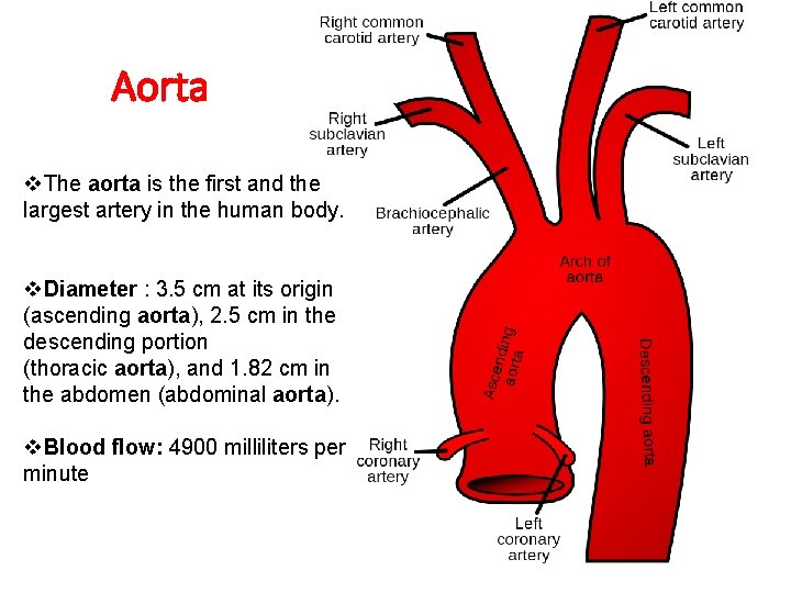 Aorta v. The aorta is the first and the largest artery in the human