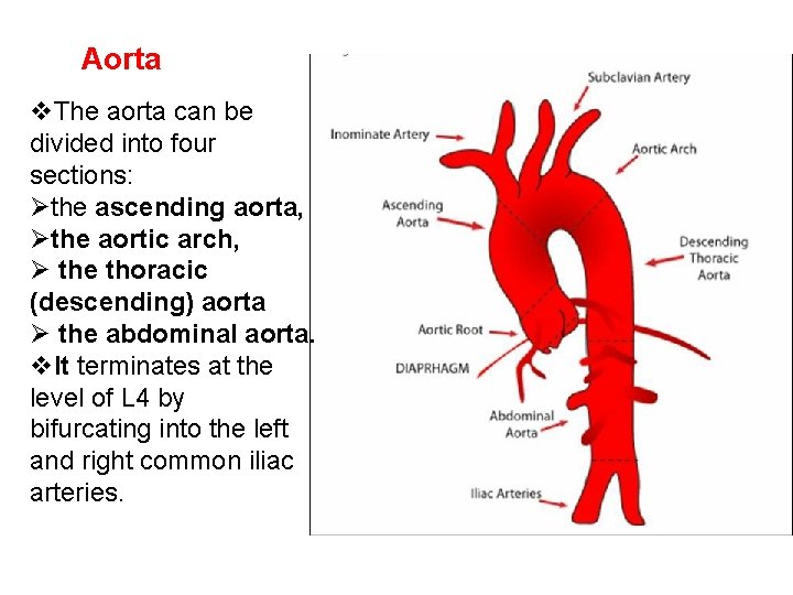 Aorta v. The aorta can be divided into four sections: Øthe ascending aorta, Øthe