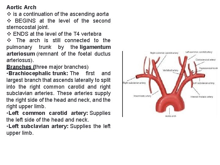Aortic Arch v is a continuation of the ascending aorta v BEGINS at the