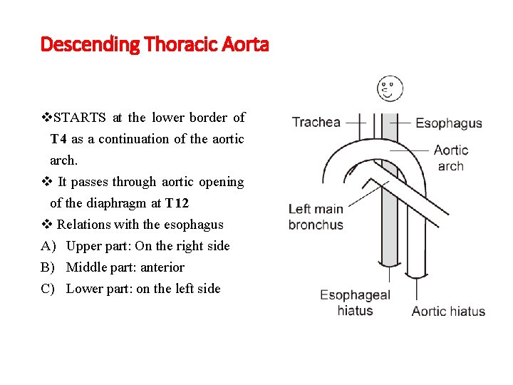 Descending Thoracic Aorta v. STARTS at the lower border of T 4 as a