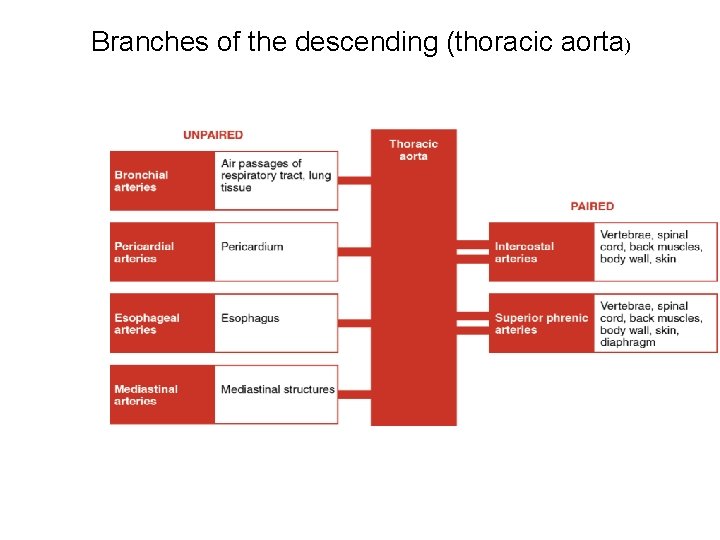 Branches of the descending (thoracic aorta) 