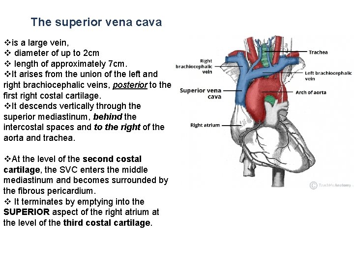 The superior vena cava vis a large vein, v diameter of up to 2