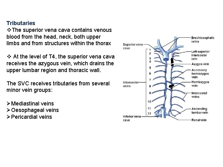 Tributaries v. The superior vena cava contains venous blood from the head, neck, both