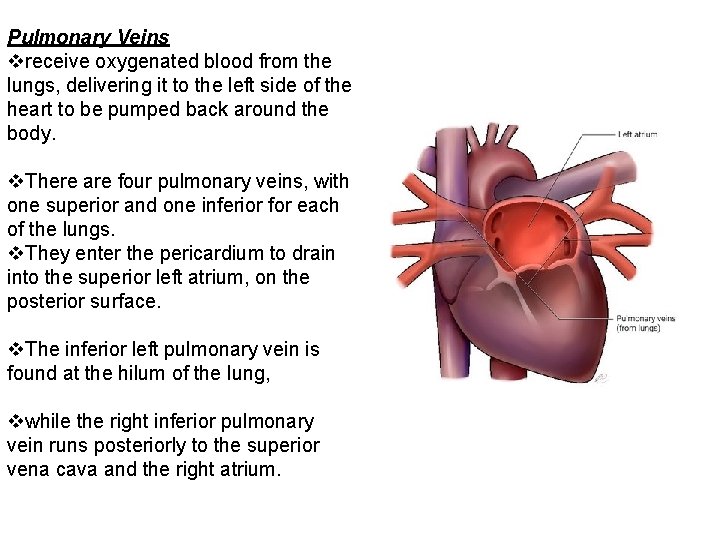 Pulmonary Veins vreceive oxygenated blood from the lungs, delivering it to the left side
