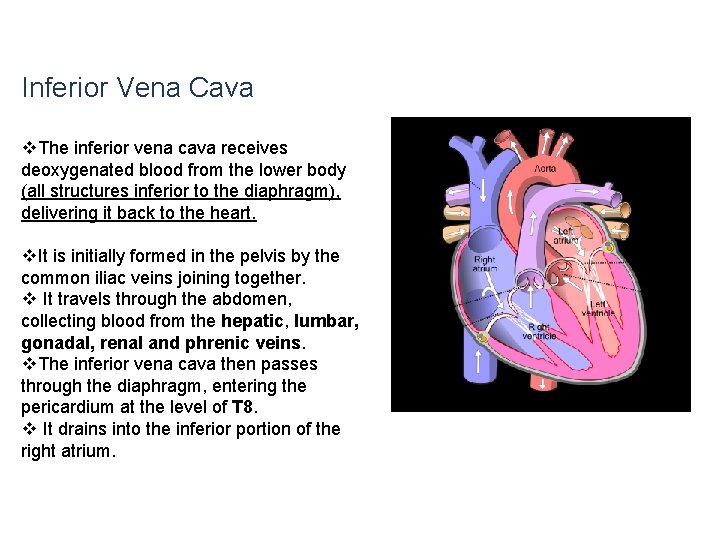 Inferior Vena Cava v. The inferior vena cava receives deoxygenated blood from the lower