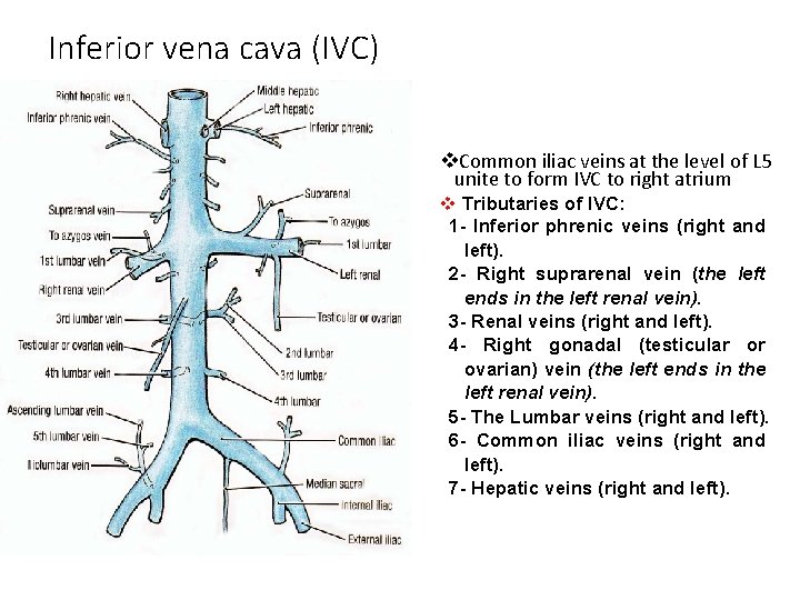 Inferior vena cava (IVC) v. Common iliac veins at the level of L 5