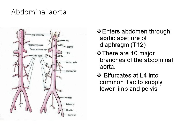 Abdominal aorta v. Enters abdomen through aortic aperture of diaphragm (T 12) v. There