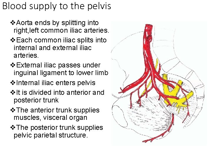 Blood supply to the pelvis v. Aorta ends by splitting into right, left common