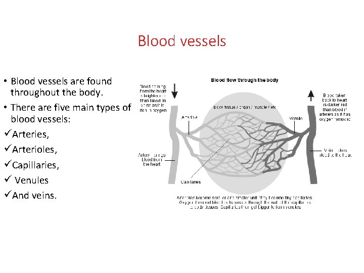 Blood vessels • Blood vessels are found throughout the body. • There are five