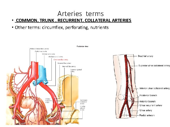 Arteries terms • COMMON, TRUNK , RECURRENT, COLLATERAL ARTERIES • Other terms: circumflex, perforating,