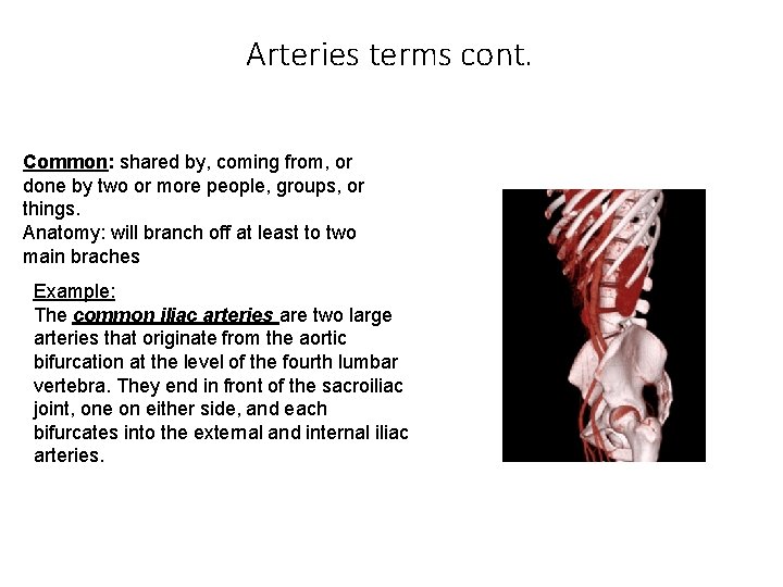 Arteries terms cont. Common: shared by, coming from, or done by two or more