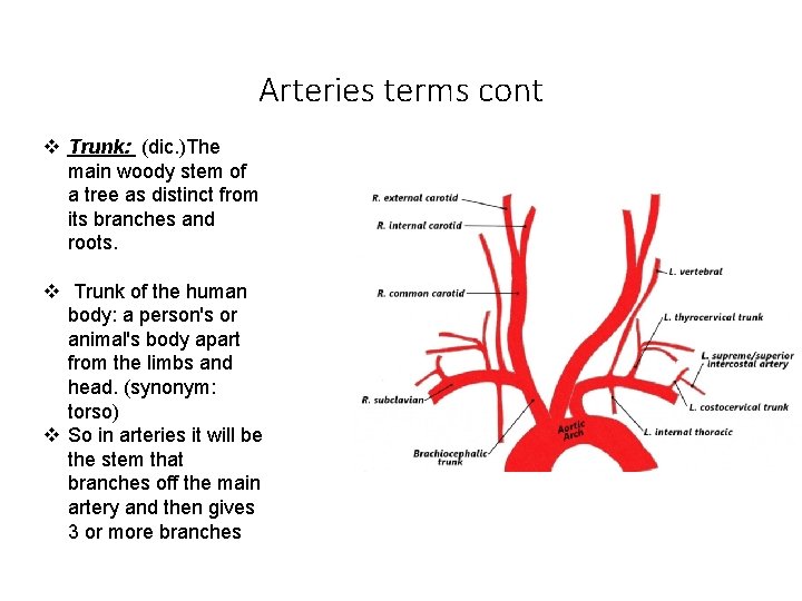 Arteries terms cont v Trunk: (dic. )The main woody stem of a tree as