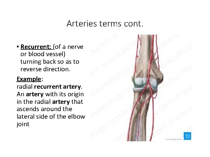 Arteries terms cont. • Recurrent: (of a nerve or blood vessel) turning back so