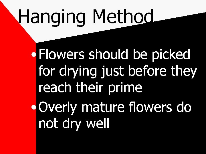 Hanging Method • Flowers should be picked for drying just before they reach their