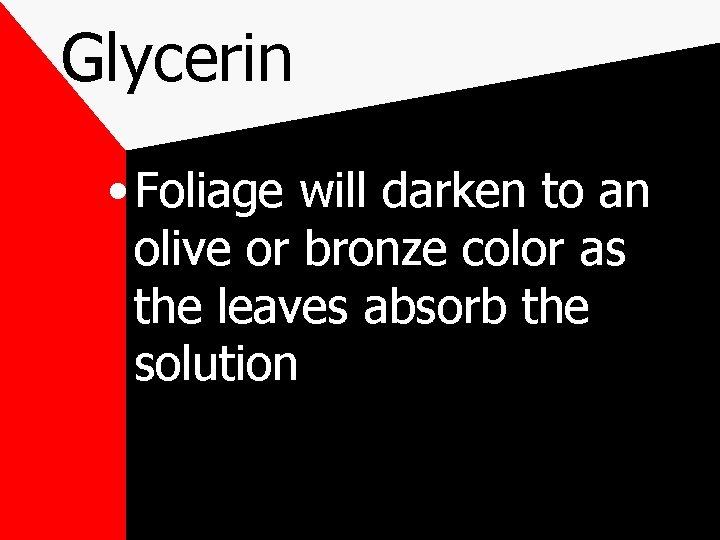 Glycerin • Foliage will darken to an olive or bronze color as the leaves