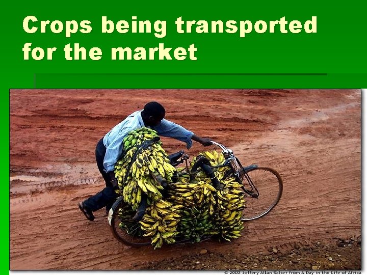Crops being transported for the market 