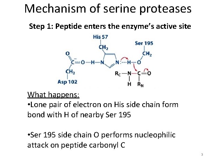 Mechanism of serine proteases Step 1: Peptide enters the enzyme’s active site What happens: