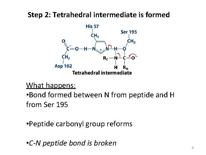 Step 2: Tetrahedral intermediate is formed What happens: • Bond formed between N from