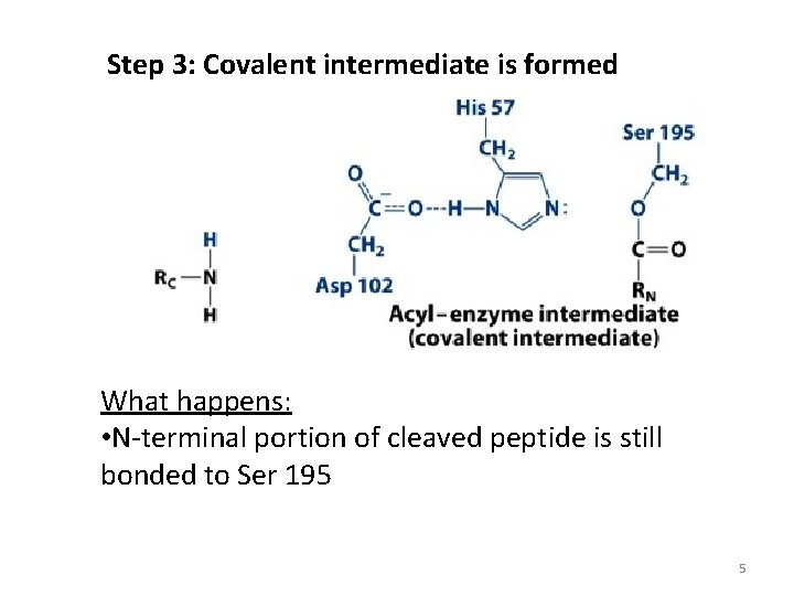 Step 3: Covalent intermediate is formed What happens: • N-terminal portion of cleaved peptide