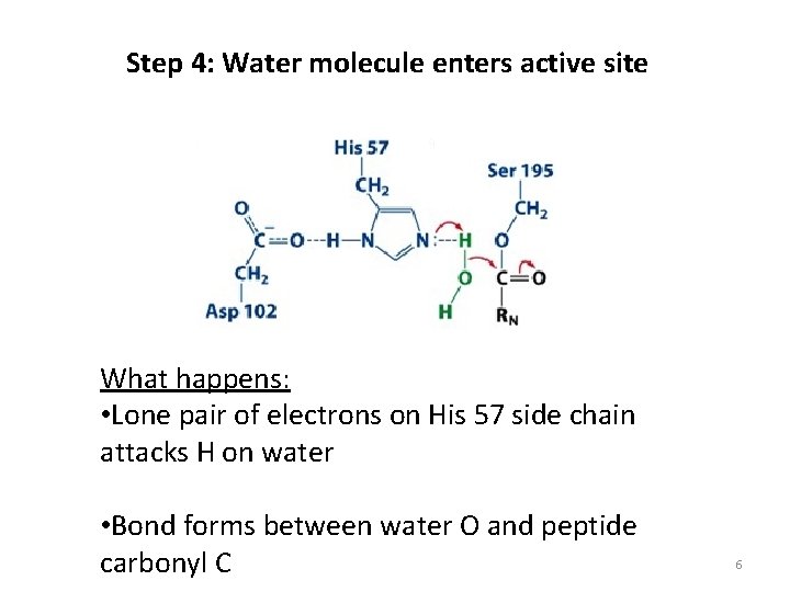Step 4: Water molecule enters active site What happens: • Lone pair of electrons