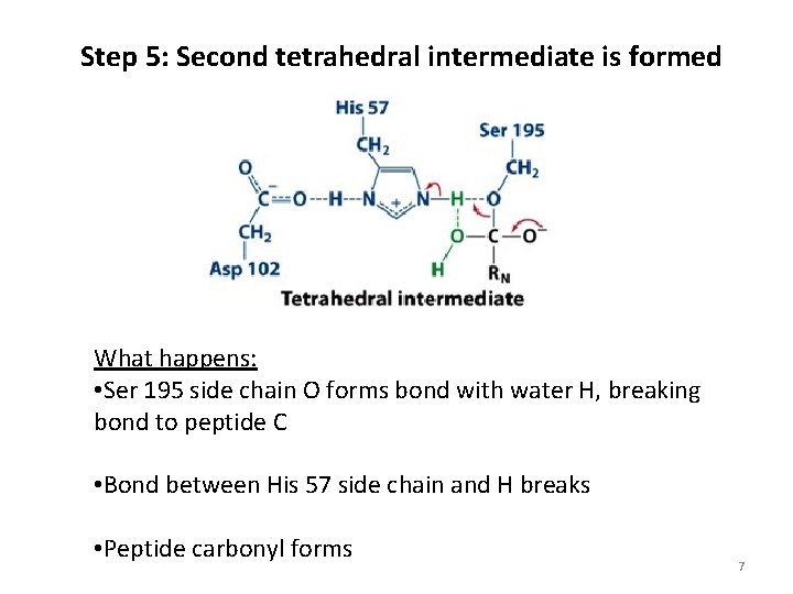 Step 5: Second tetrahedral intermediate is formed What happens: • Ser 195 side chain