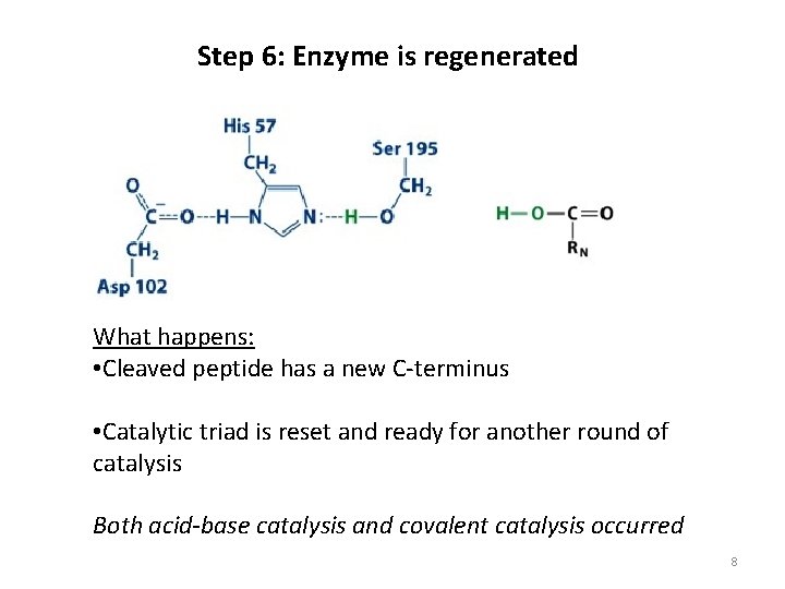 Step 6: Enzyme is regenerated What happens: • Cleaved peptide has a new C-terminus