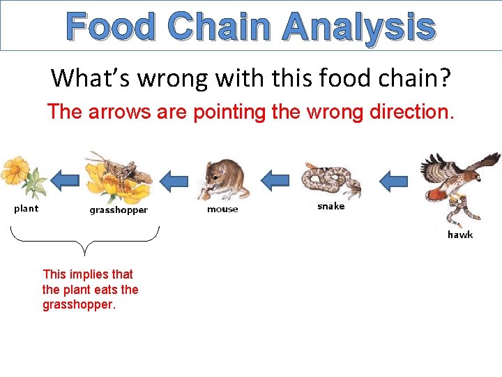 Food Chain Analysis What’s wrong with this food chain? The arrows are pointing the