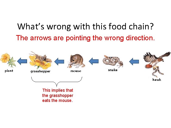 What’s wrong with this food chain? The arrows are pointing the wrong direction. This