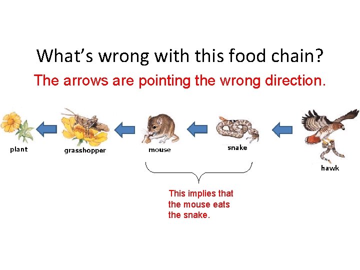 What’s wrong with this food chain? The arrows are pointing the wrong direction. This