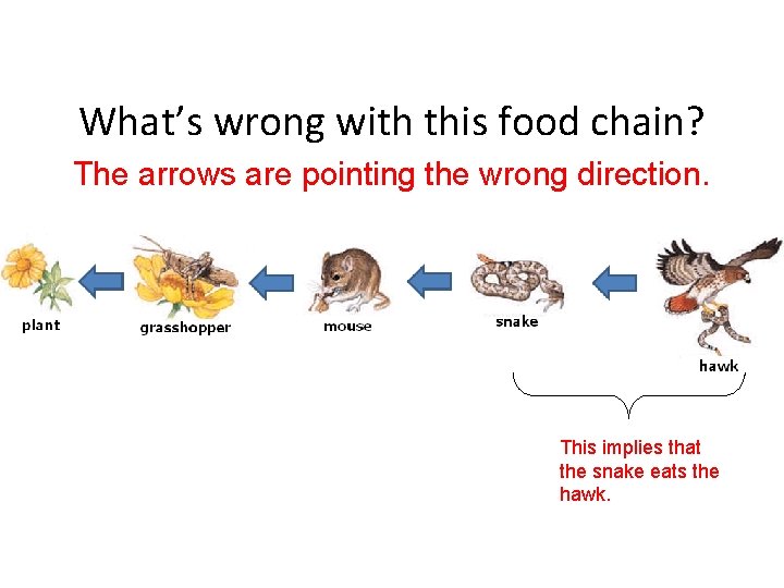 What’s wrong with this food chain? The arrows are pointing the wrong direction. This