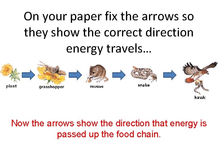 On your paper fix the arrows so they show the correct direction energy travels…