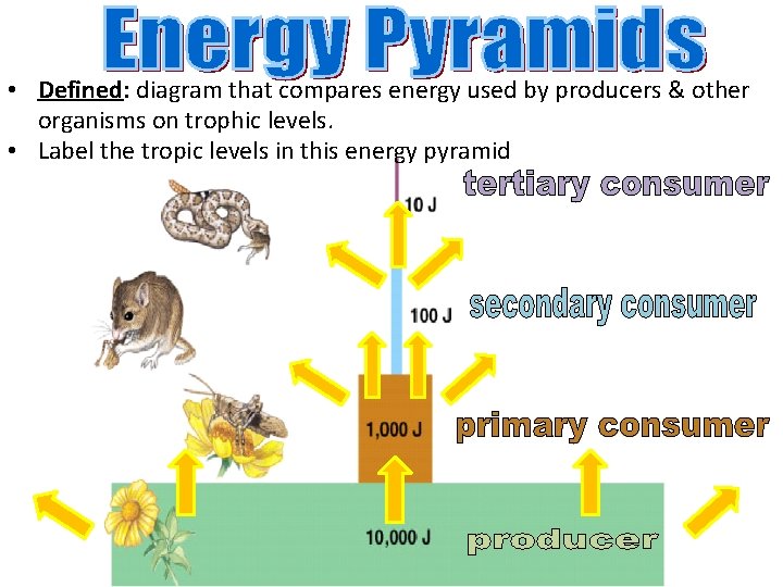  • Defined: diagram that compares energy used by producers & other organisms on