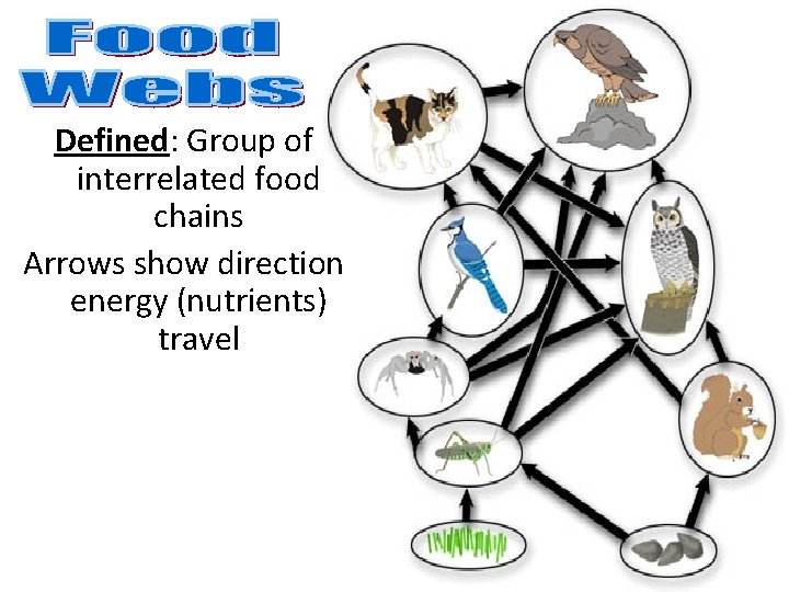 Defined: Group of interrelated food chains Arrows show direction energy (nutrients) travel 