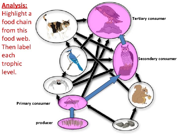 Analysis: Highlight a food chain from this food web. Then label each trophic level.