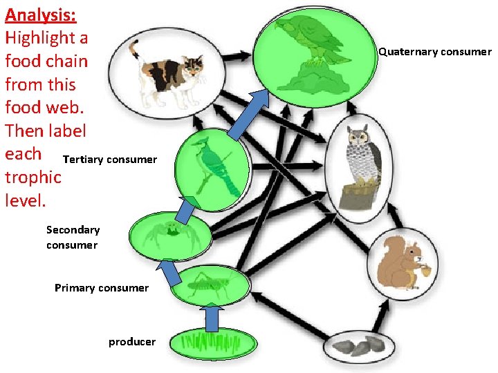 Analysis: Highlight a food chain from this food web. Then label each Tertiary consumer