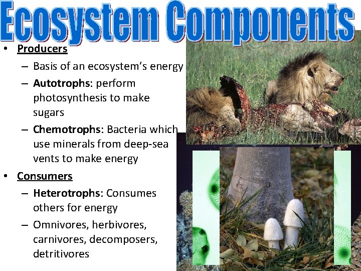  • Producers – Basis of an ecosystem’s energy – Autotrophs: perform photosynthesis to